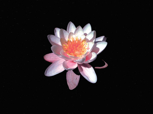 image of lily